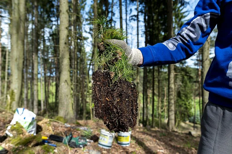 Výsadba lesní školky