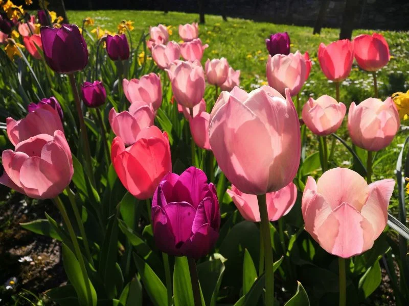 tulipány tulipány