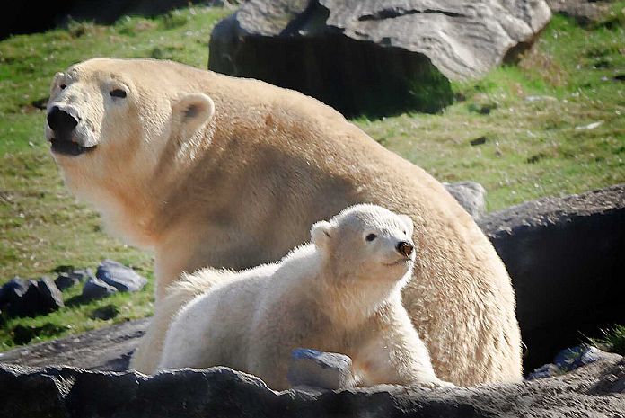 lední medvědice s mládětem