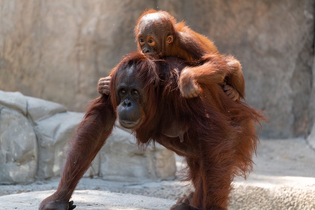 orangutaní matka