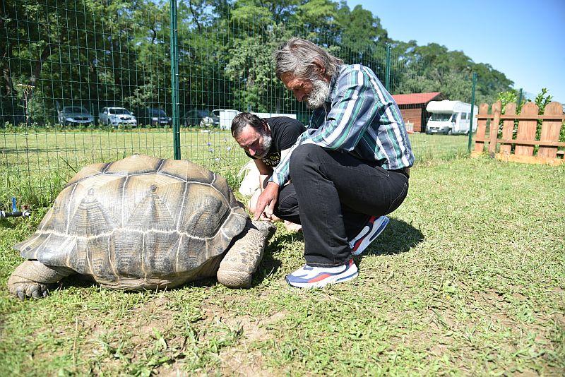 Prodejci Standa a Michal s želvou obrovskou