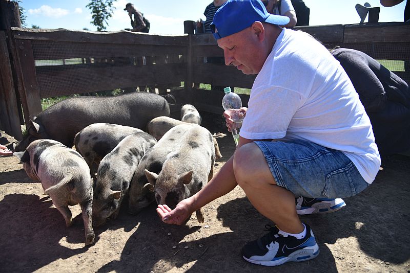 Prodejce Martin ve výběhu s göttingenskými miniprasátky