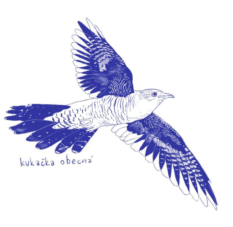 Kukačka Kukačka