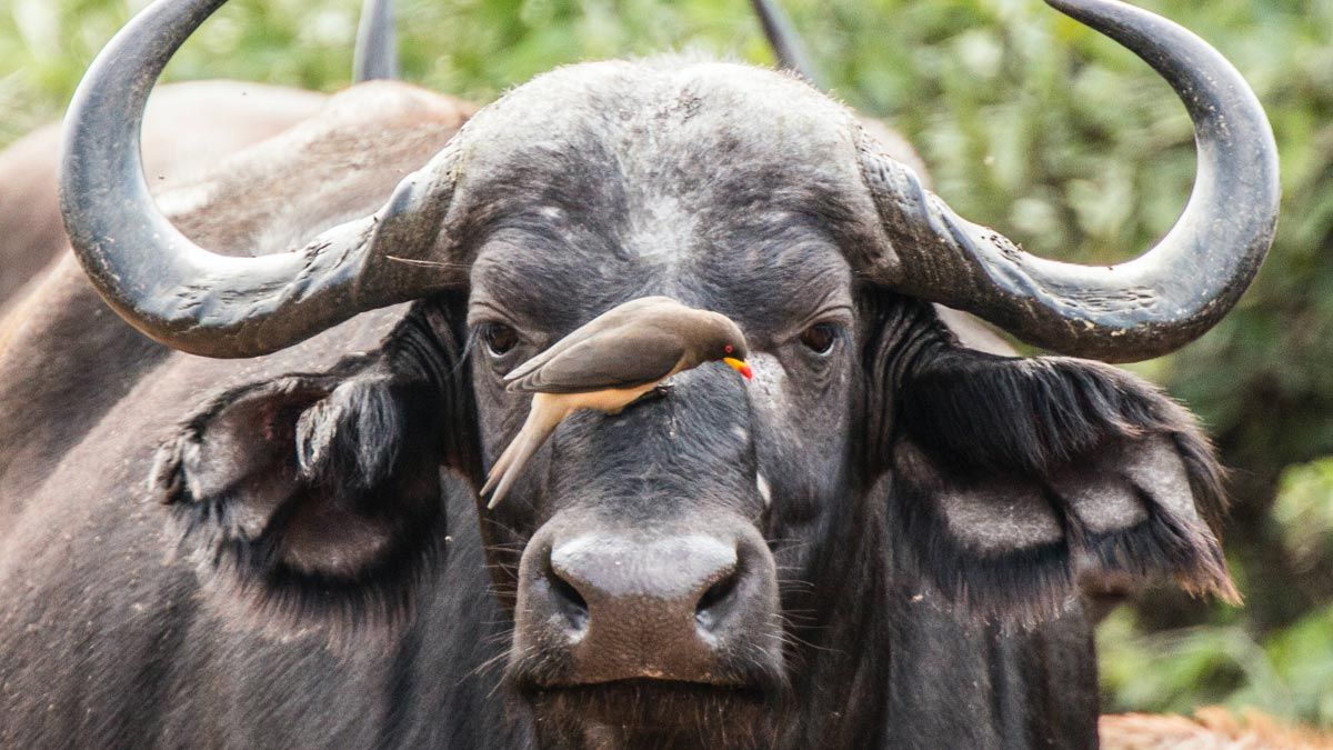 Mezidruhová spolupráce u zvířat