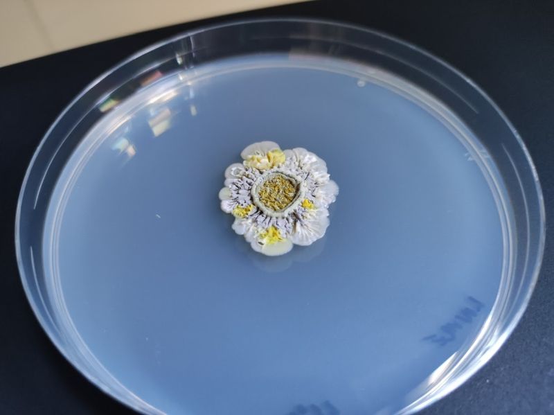 Bakterie zkoumané na Antarktidě