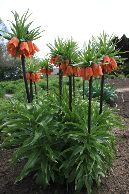 řebčík královský